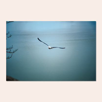 Liberté - Pierre Fauvet