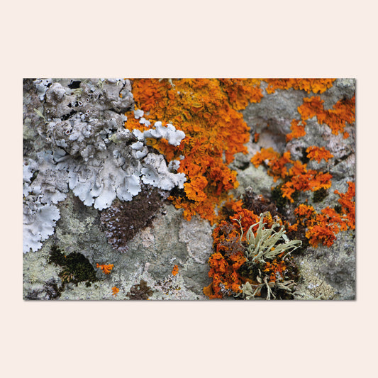 Olbia #2 - Paul Thomas